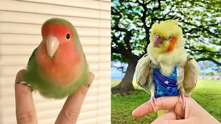 Smart And Funny Parrots Parrot Talking Videos Compilation (2023) - Cute Birds #2