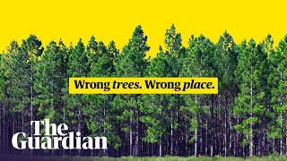 How we get tree planting wrong | It's Complicated