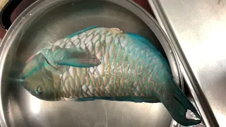 How we cook parrot fish very easy 👌 |Cooking with Rona|