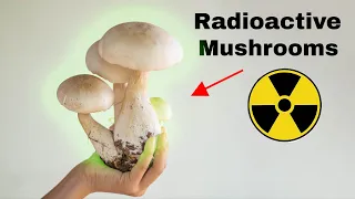 Why Is There Cesium-137 in Mushrooms?