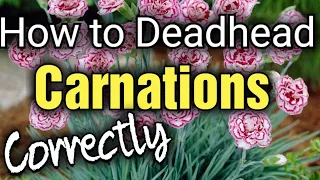 How to Care and Deadhead Carnations or Dianthus for Beginners