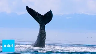New Era of Whale Research | SnotBot | Intel Business