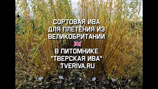 👍ЭКСКЛЮЗИВ!🌿Сортовая ива с цветной корой для плетения из Великобритании. ТВЕРСКАЯ ИВА, tveriva.ru