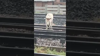 train V's cow,#train ,#cow ,cow V's train 🚆#shorts