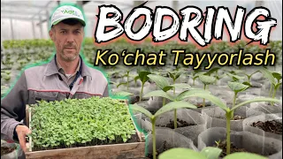 Cucumber and Tomato Seedling Preparation Tips. Jorayev Bakhtiyar