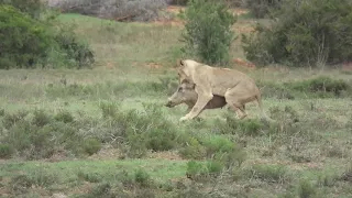 Sub - Adult lioness takes on a Warthog the same size as her