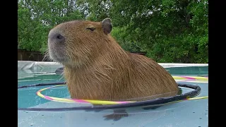 Capybara Mixtape