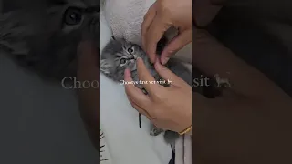 Adorable kittens first vet visit #shorts #kitten #vet #kittendaily #veterinary