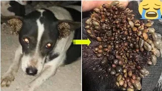 Rescue Mother Dog and her Puppy Was Hit By Car With Thousand Of Ticks On The Body