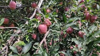 #Apple-Crop-Nutrition |Tradecorp Shedule Trail Result in Apple Crop 2021