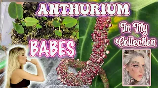 How to Propagate Houseplants From Seeds | Anthurium Hybrid Update