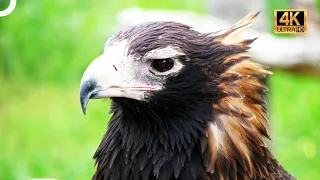 GÖKYÜZÜNÜN EN VAHŞİ EFENDİLERİ! 🦅 | TÜRKÇE DUBLAJ | 4K HAYVAN BELGESELİ