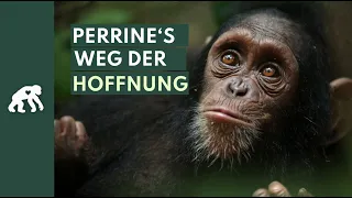 Schimpanse Perrine - Weg der Hoffnung (Untertitel)