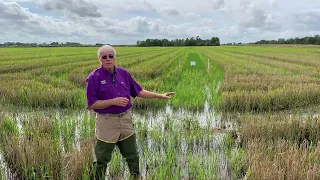 Harvesting a Second Crop of Rice in Crawfish Ponds