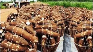 IF YOU WANT TO MAKE MONEY GROW CASSAVA #farming #organic #agricultura #best #italianfood #india