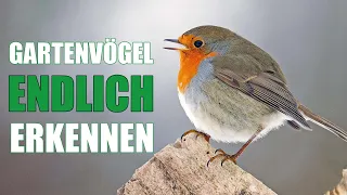 Gartenvögel und ihr Gesang | Vogelstimmen lernen