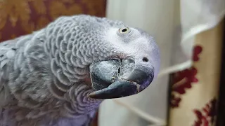 Наблатыканный попугай матершинник злит хозяина и ругается