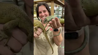 Skinks on Skinks🤩😂 These Monkey Tailed Skinks are Adorable🥰 #cute #shorts #video #fun #beautiful