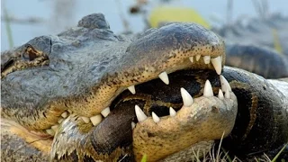 Anaconda Vs Crocodile - Python Vs Alligator - Python Vs Crocodile - Giant Snake