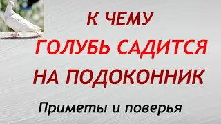 К чему ГОЛУБЬ САДИТСЯ на подоконник. Народные приметы и поверья.