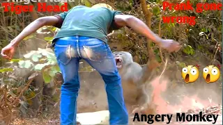 Fake Tiger Prank Monkey What is happening Real Monkey VS Crazy Man || Funny Uploads