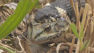 Dramatic fight for survival of frog against snake / Überlebenskampf von Frosch gegen Schlange