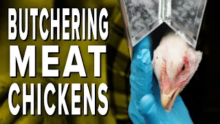 Butchering Cornish Cross Meat Chickens - FULL PROCESS (GRAPHIC)