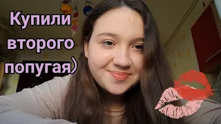 📚 Адаптация волнистого попугая. Купили попугая. Первый день дома. Vlog. dashonok