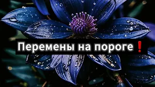 Что в дороге❓️Что на пороге❓️ Ближайшее будущее. Таро расклад