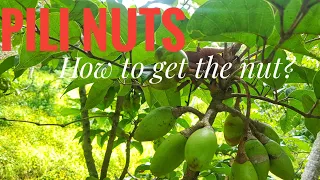 PILI NUT | How to get the nut | Albay Bicol