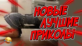 😂Я РЖАЛ ДО СЛЕЗ | ПРИКОЛЫ ЗА ЯНВАРЬ | FUNNY MOMENTS 2023 | 13 МИНУТ СМЕХА! | #372