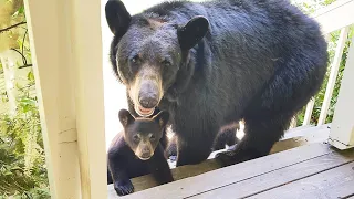 Un homme a sauvé une ourse enceinte et, trois ans plus tard, elle est venue à lui avec ses oursons