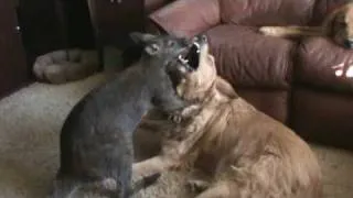 Kangaroo & Dog Make Out