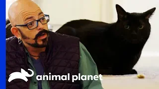 Therapy Cat Needs Help Getting His Confidence Back | My Cat From Hell