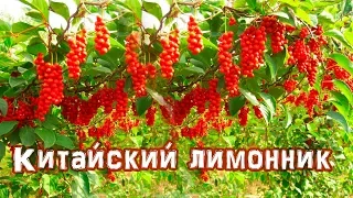 Китайский лимонник | Чем он полезен? | Как растет?