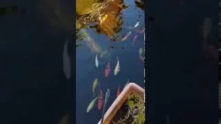 Colourful Koi Carp At Loro Park