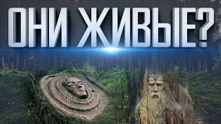 ДЕРЕВЬЯ РАЗУМНЫ | ПРИРОДА ВАС ПОНИМАЕТ | ЛЕС — ЭТО ГОРОД