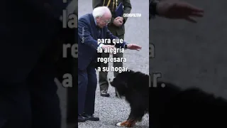 Este es el perro del Presidente de Irlanda