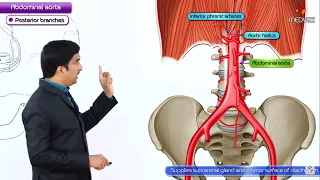 Abdominal Aorta Anatomy Animation - Origin, Course, Branches - USMLE Step 1