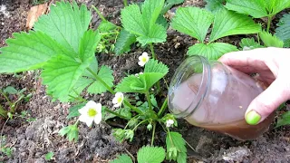 ХОТИТЕ МНОГО СЛАДКОЙ МЯСИСТОЙ КЛУБНИКИ-ПОЛЕЙТЕ ВО ВРЕМЯ ЦВЕТЕНИЯ БОРОМ+ЗОЛА.УРОЖАЙ  НЕРЕАЛЬНЫЙ!