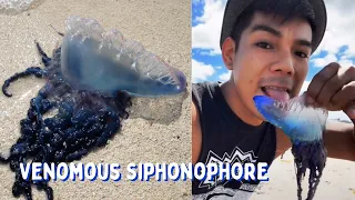 Licking A Deadly Portuguese Man o' War?