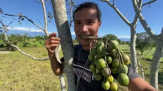 Collecting and Eating Wild Fruits From Jungle || Wild Fruits of Our Village || Village Life
