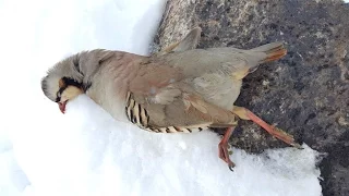 Охота на кеклика в Таджикистане с луком и стрелами.