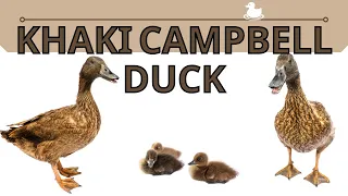 The Beginners Guide To The Khaki Campbell Duck!