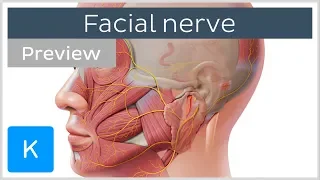 Facial nerve: branches and course (preview) - Human Neuroanatomy | Kenhub