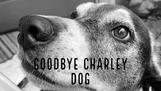 Goodbye Charley Dog