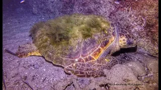 Night Diving in Samos