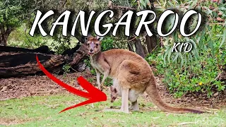 Kangaroo | Kid Video 1080p