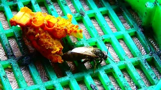 Пчёлы без открытого расплода, принимают любую матку !!! На пасеке идёт замена маток.