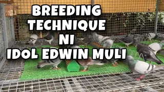 BREEDING TECHNIQUE NI IDOL EDWIN MULI |Reggie Cruz Loft & Aviary #reggiecruzloftandaviary